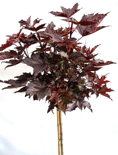 Blut ahorn crimson sentry - -, "