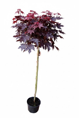 Kugel ahorn rote blätte - kugel-ahorn, r