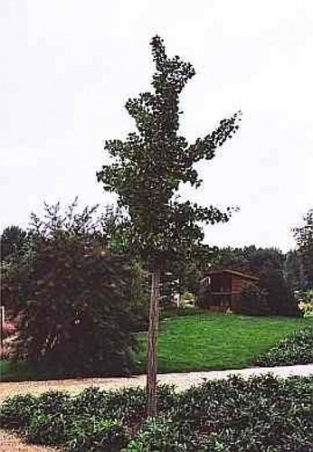 Ginkgo biloba princeton - biloba,
