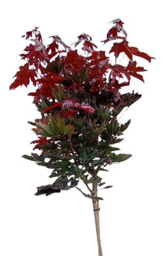 Blut ahorn crimson sentry - blut,