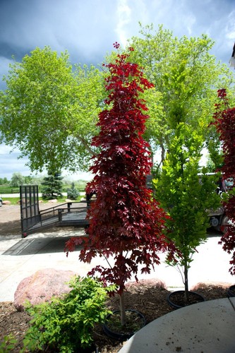 Säulen spitzahorn crimson - säulen-spitzahorn, 'crimson