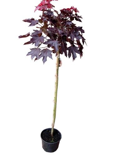 Blutahorn acer crimson - blutahorn,,